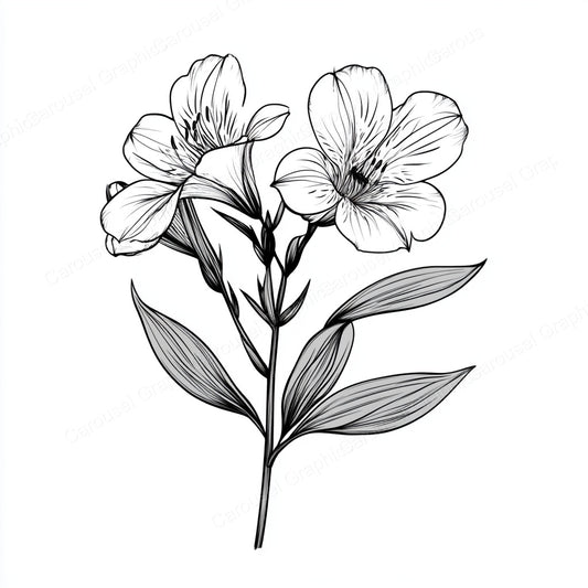Alstroemeria Vector Graphic preview