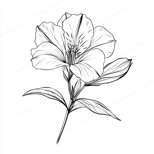 Alstroemeria Vector Graphic preview