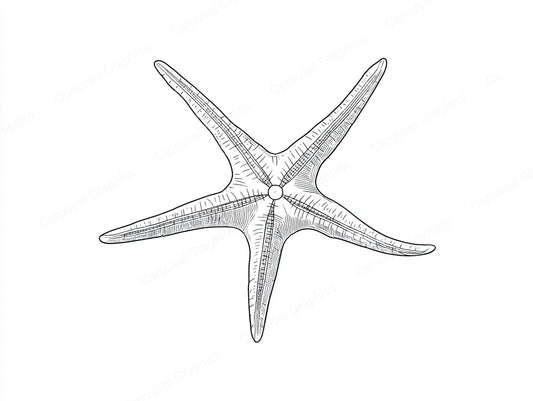 Starfish Vector Graphic preview