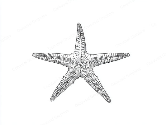 Starfish Vector Graphic preview