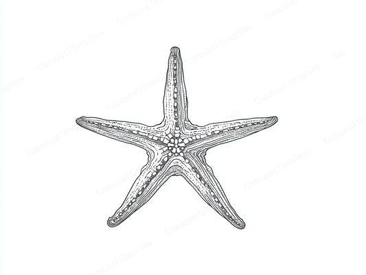 Starfish Vector Graphic preview