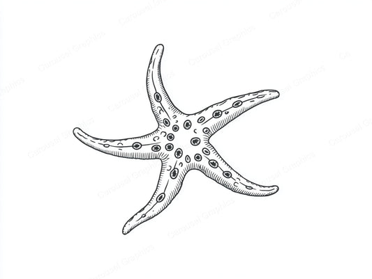 Starfish Vector Graphic preview