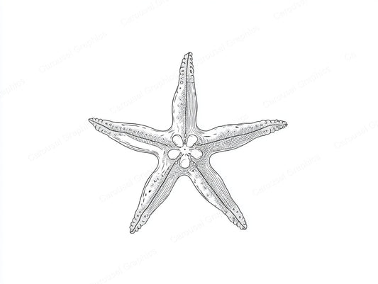 Starfish Vector Graphic preview