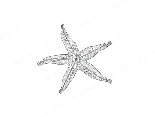 Starfish Vector Graphic preview