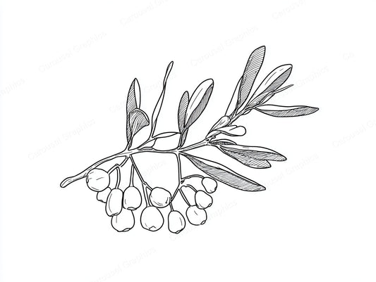 Mistletoe Vector Graphic preview